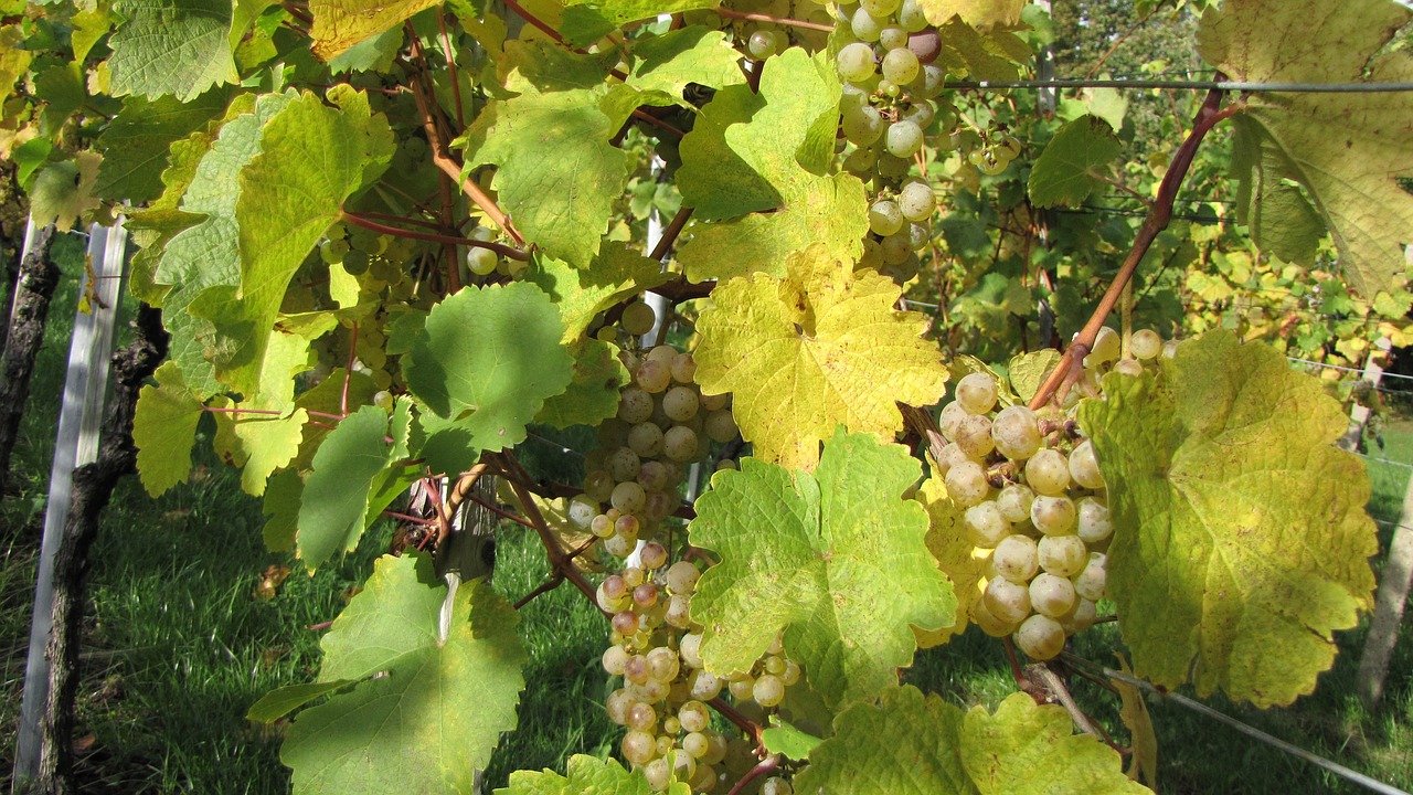 grapevine autumn winegrowing free photo
