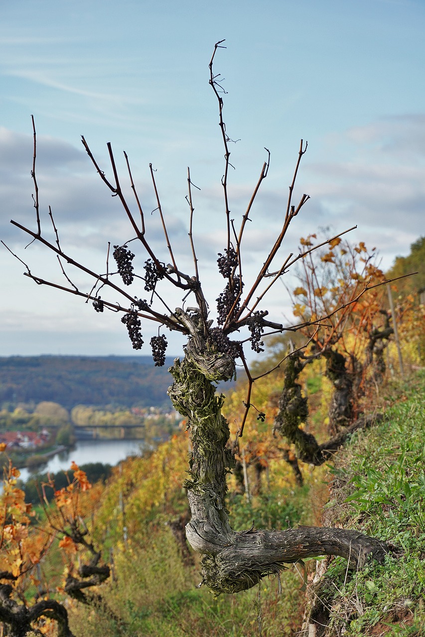 grapevine vineyard landscape free photo