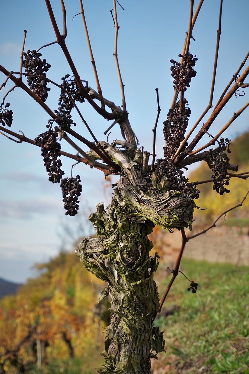 grapevine vineyard landscape free photo