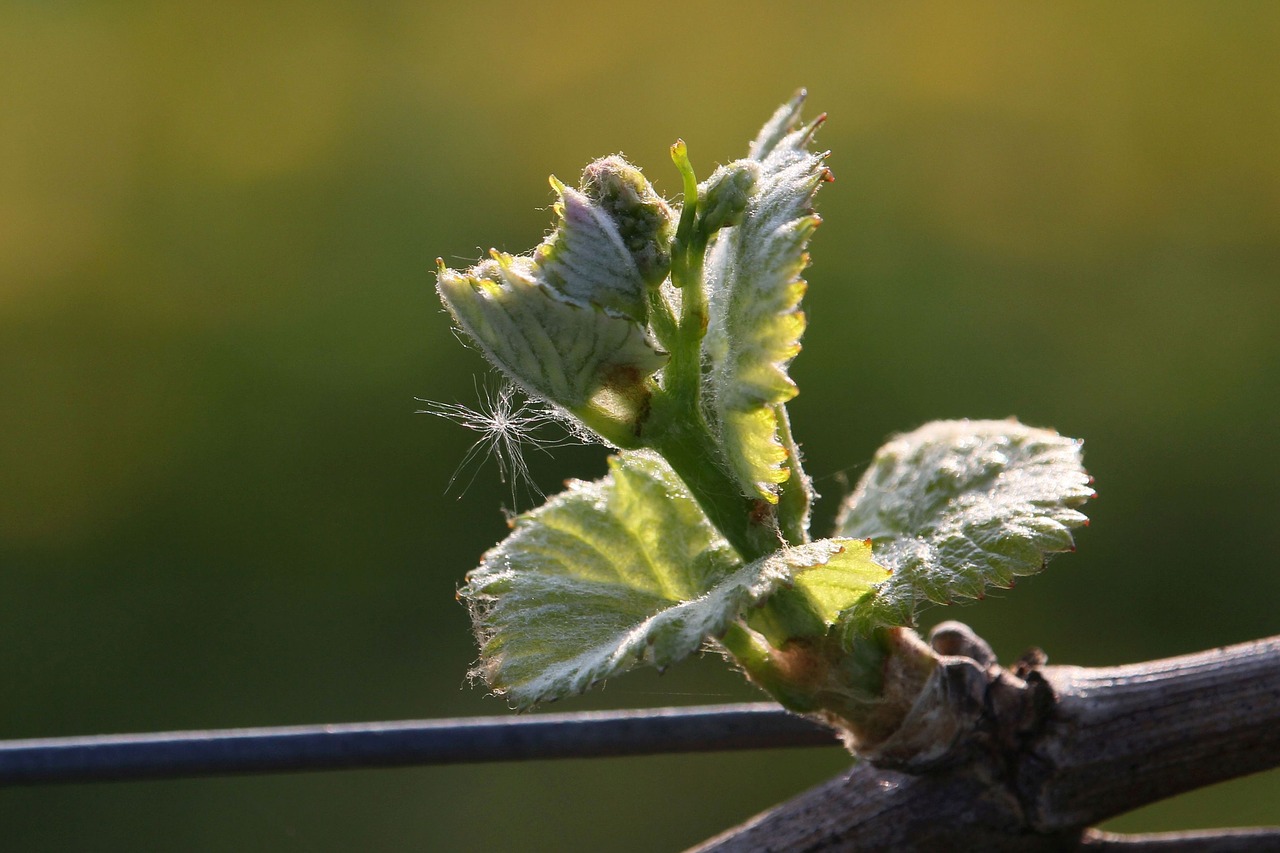 grapevine  plant  bud free photo