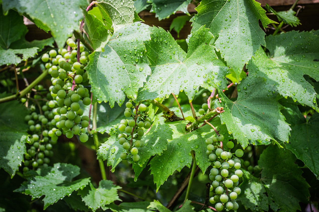 grapevine  green  the grapes free photo