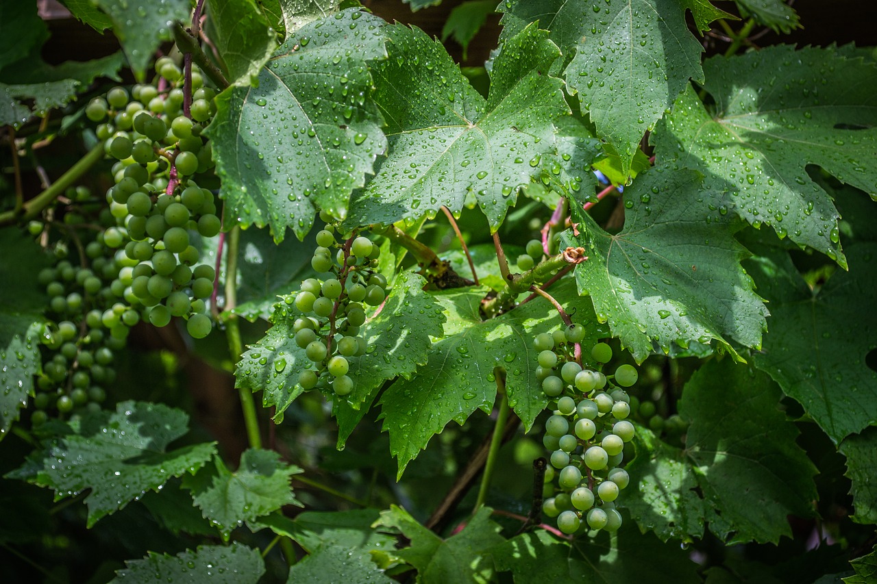 grapevine  drops  the grapes free photo