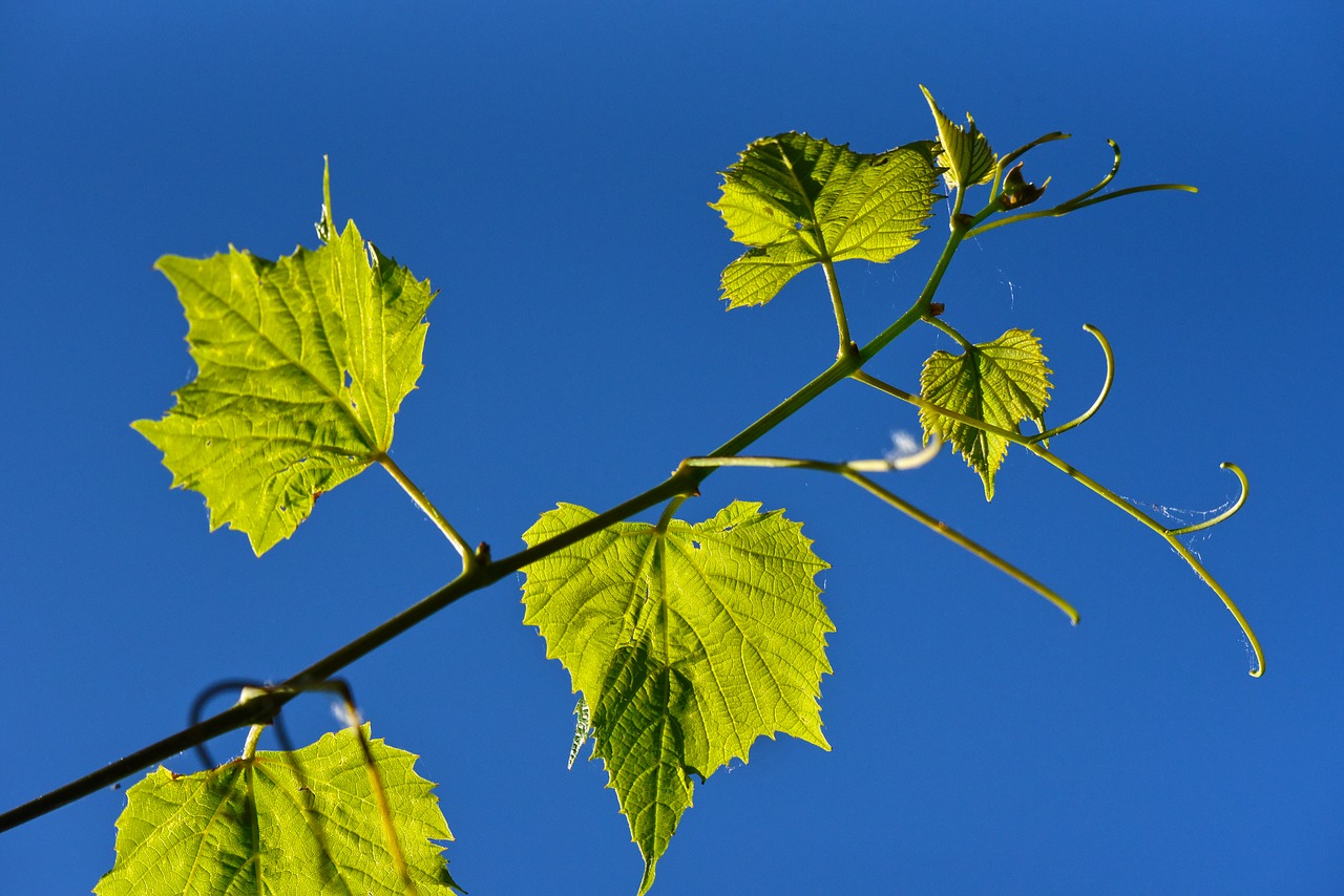 grapevine  vine  grape free photo