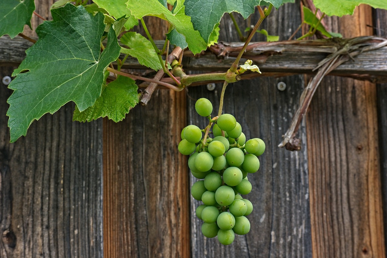 Как удалить волосы соком зеленого винограда