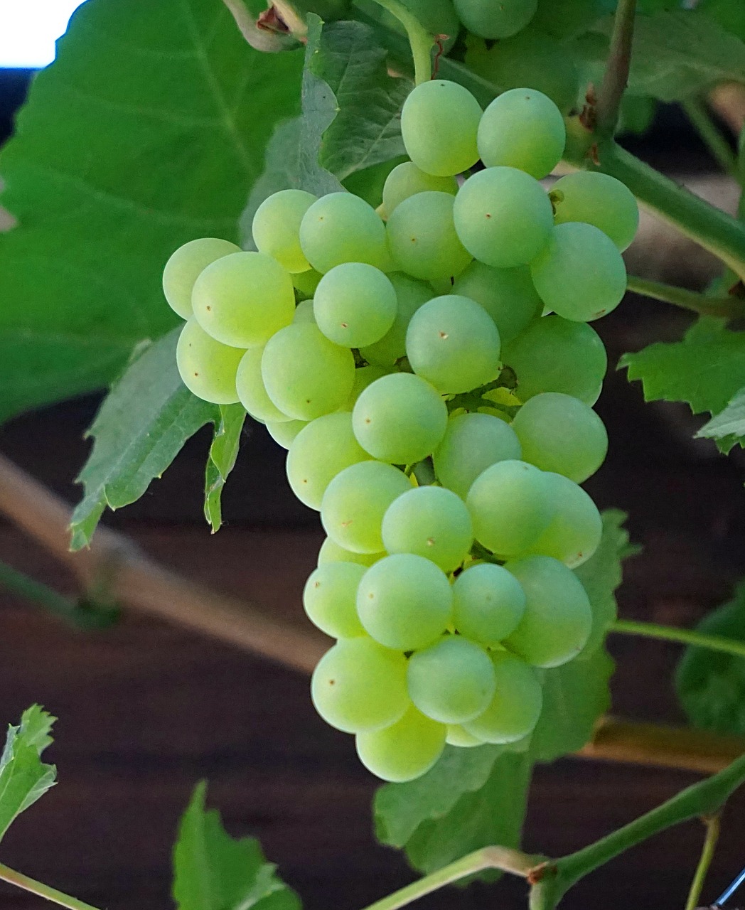 Download free photo of Grapevine, the ripening of the grapes ...