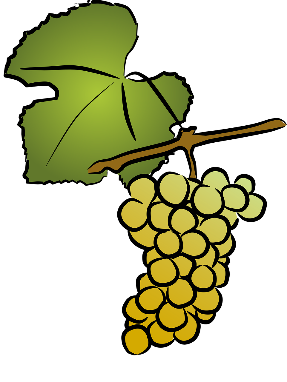 grapevine  white wine  viticulture free photo