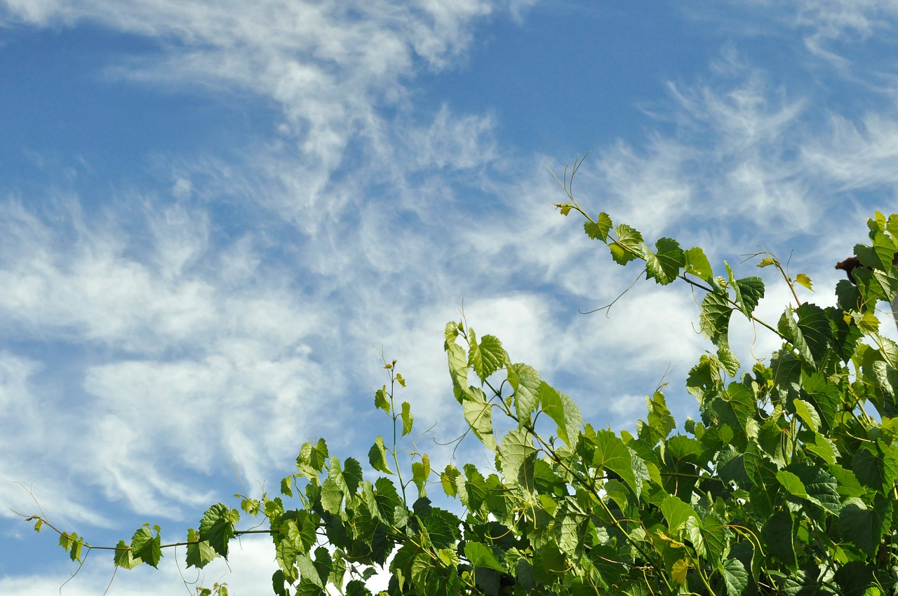 grapevine  sky  clouds free photo