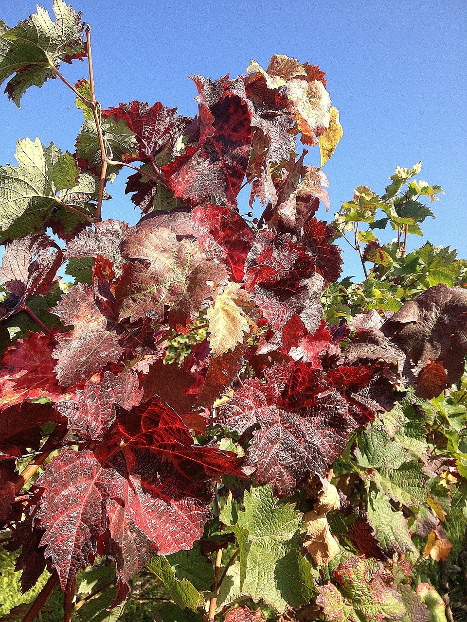 grapevine autumn vineyard free photo