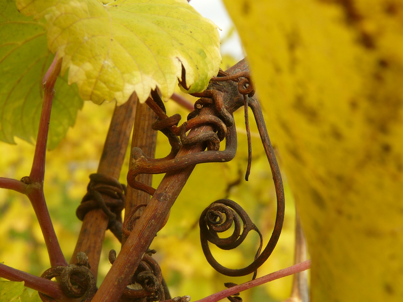 grapevine rebstock vine free photo