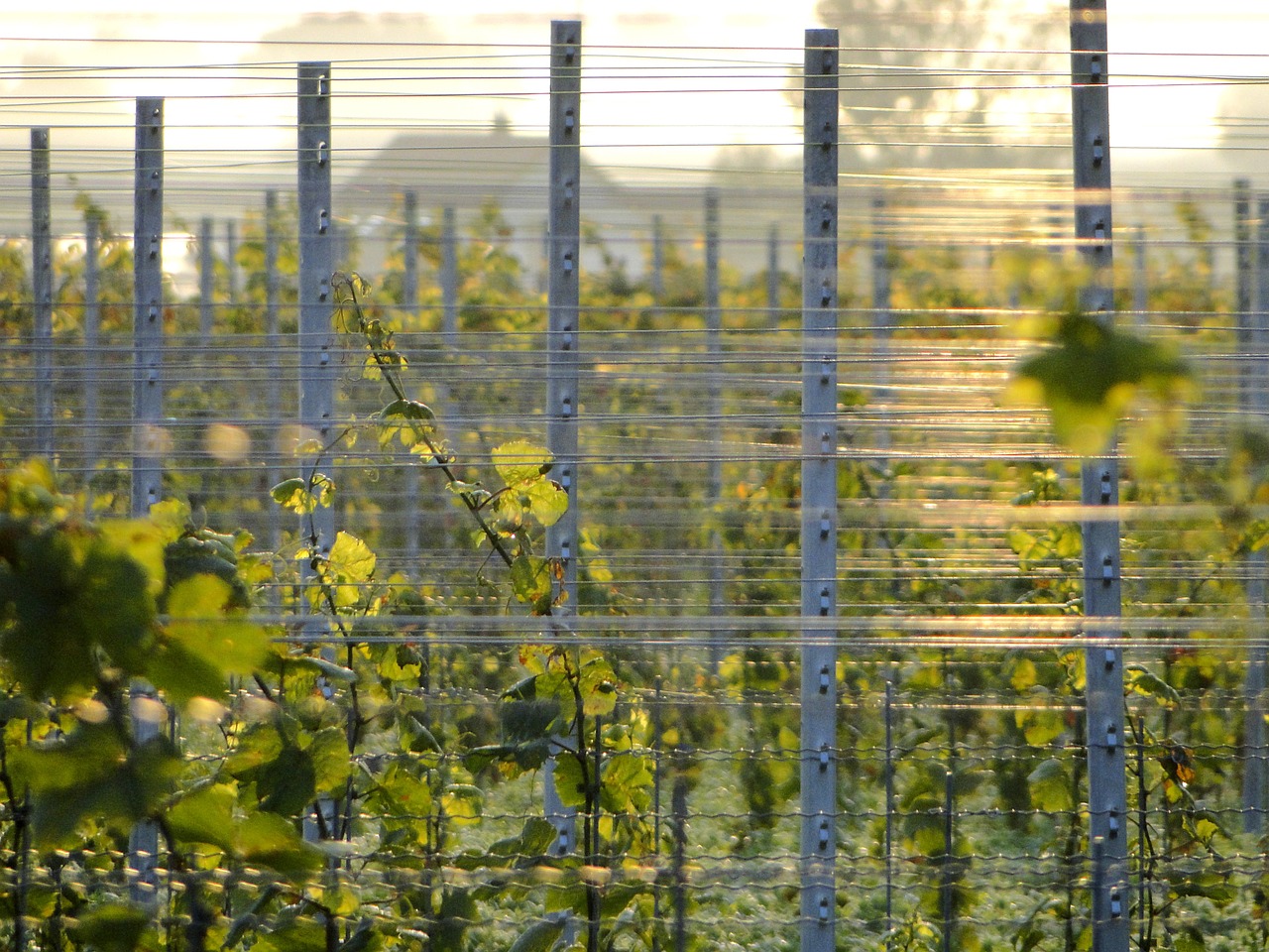 grapevine post winegrowing free photo