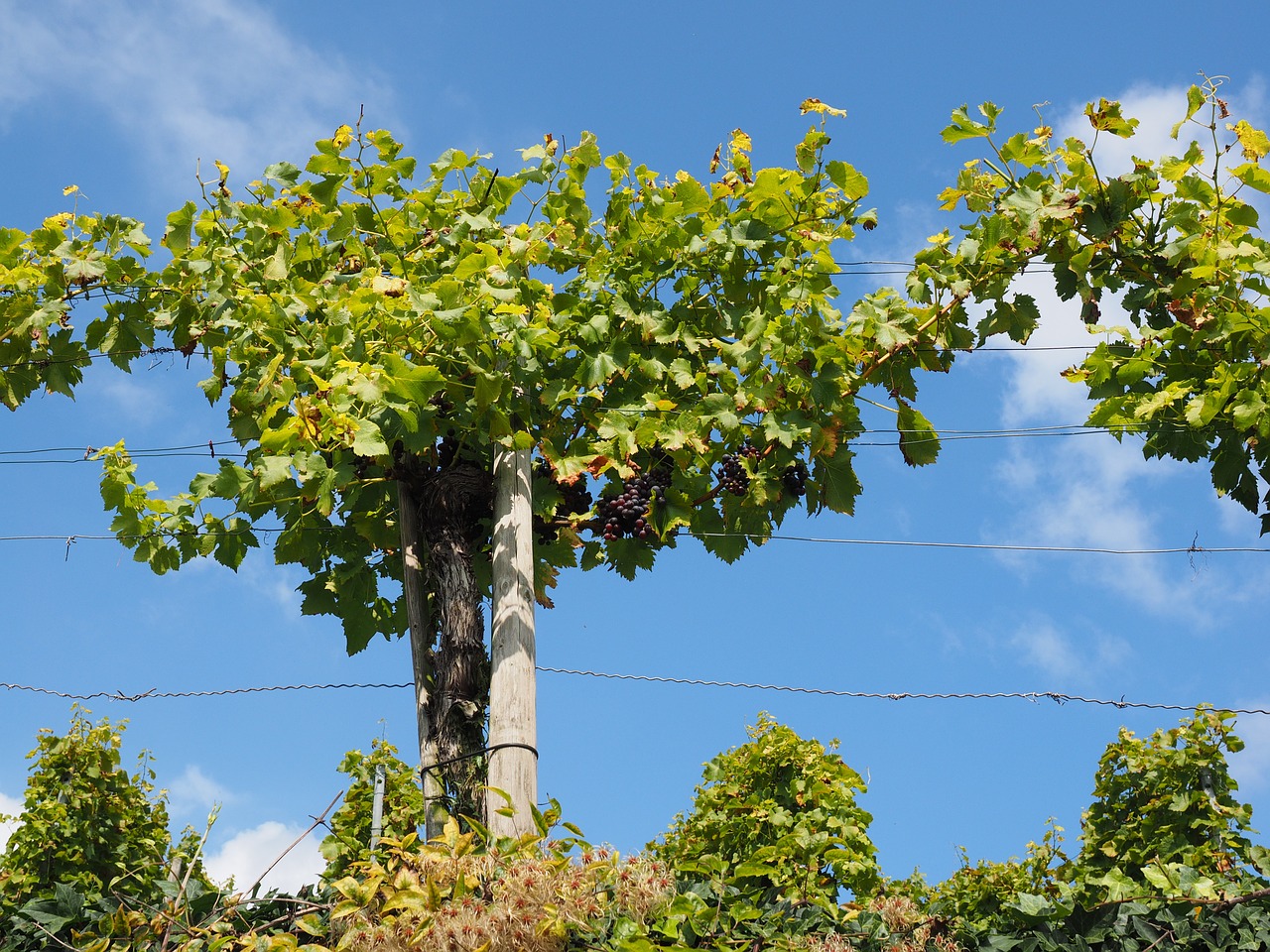 grapevine grapes winegrowing free photo