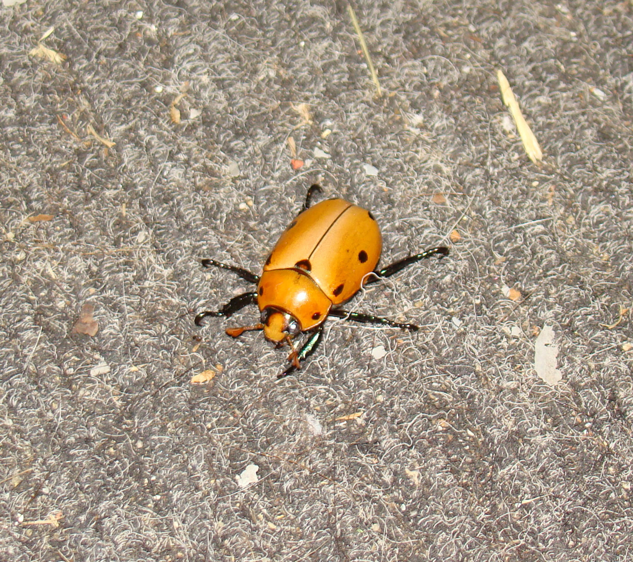 scarab beetle beetles free photo
