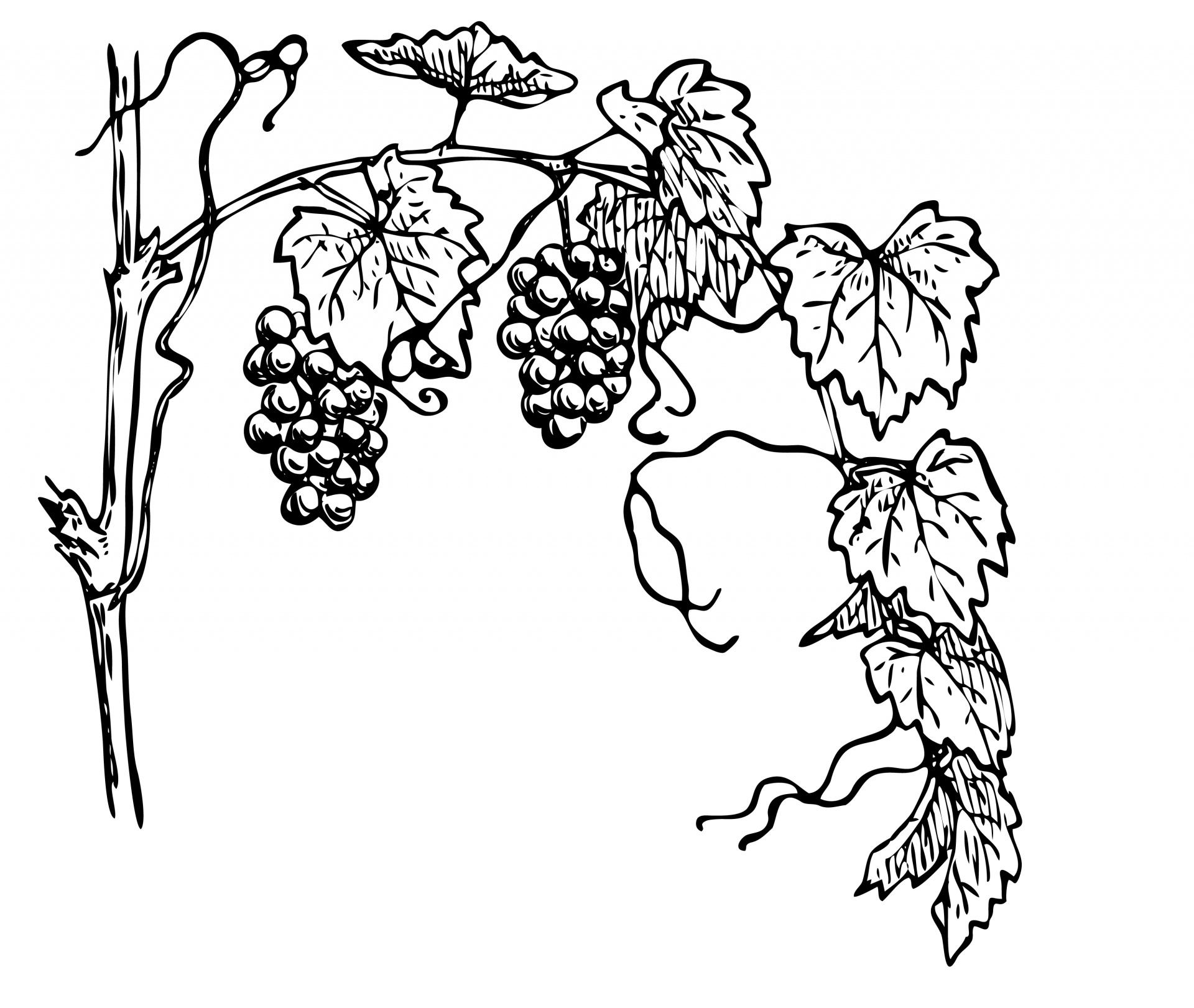 grape vine flourish line clip art