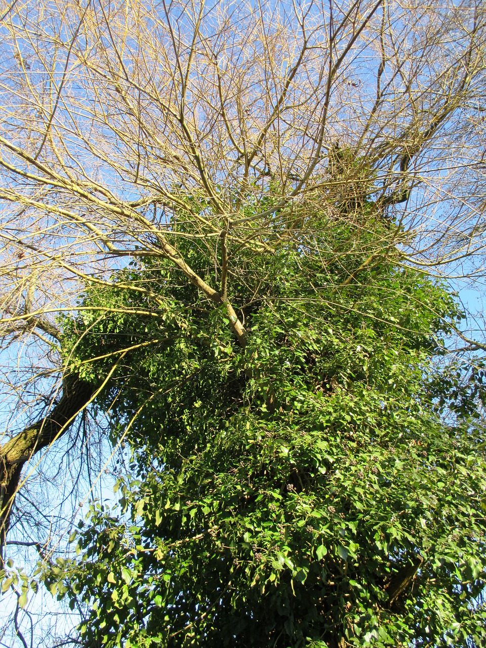 grapevines ivy climber free photo