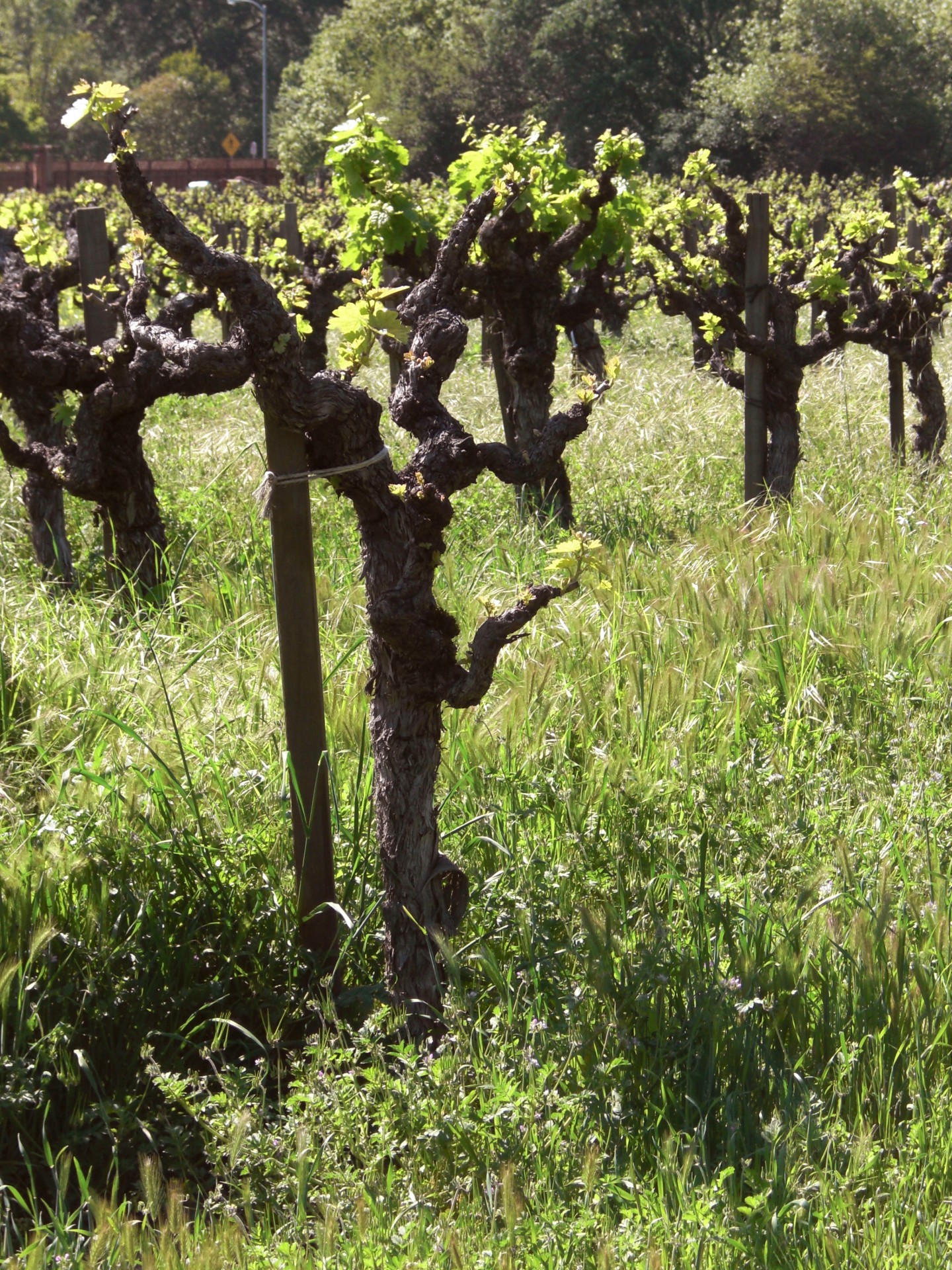 grapevines napa california free photo