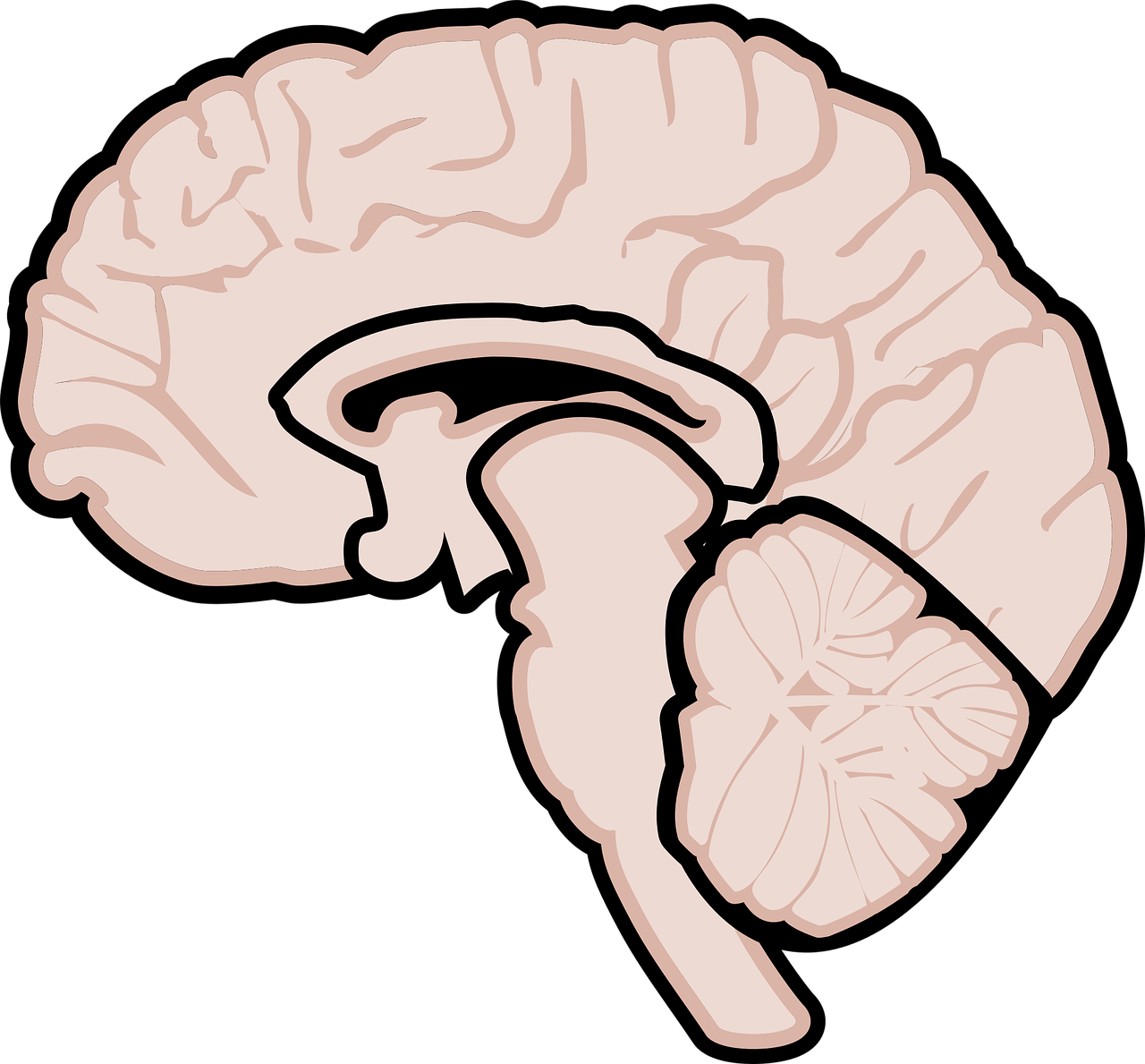 graphic  human brain  brain free photo