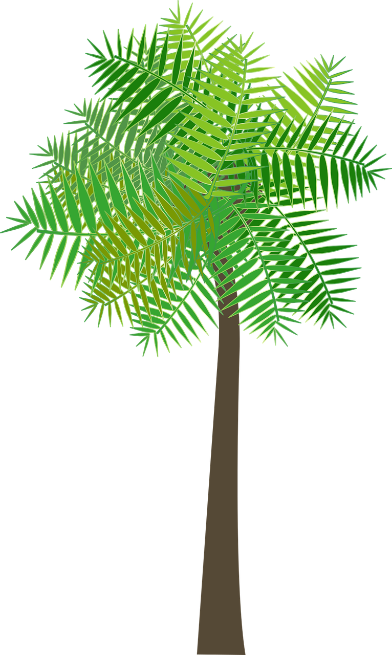 graphic  palm tree  palm free photo