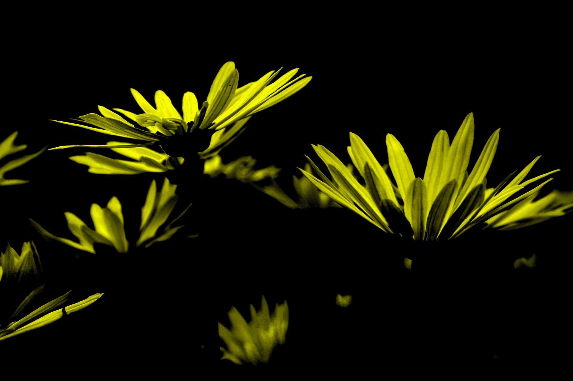 flowers yellow light free photo