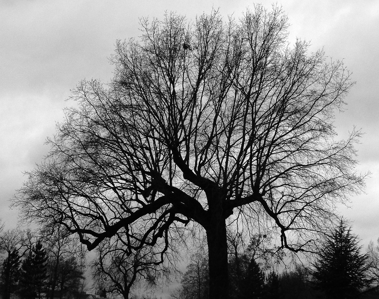graphics tree nu free photo