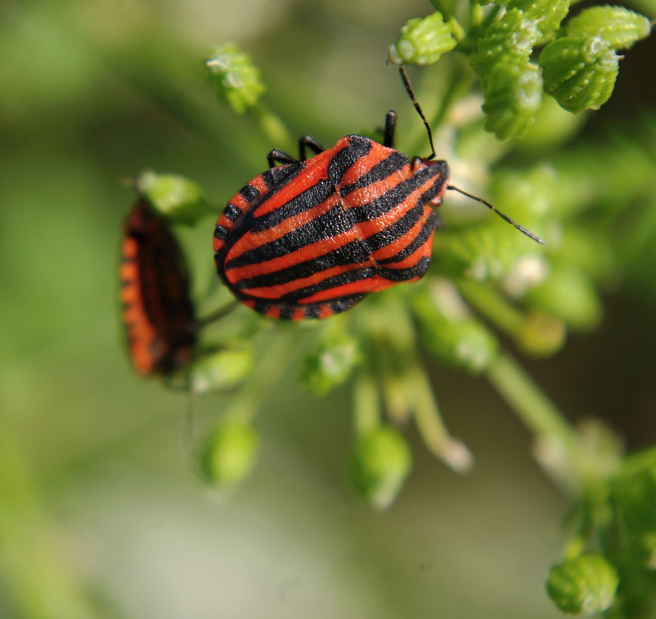 graphosoma lineatum insect beetle free photo