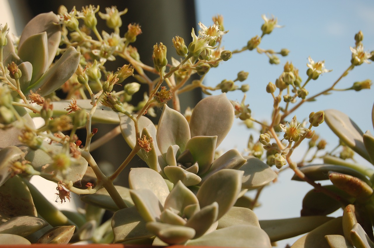 graptopetalum  plants crassulaceae free pictures free photo