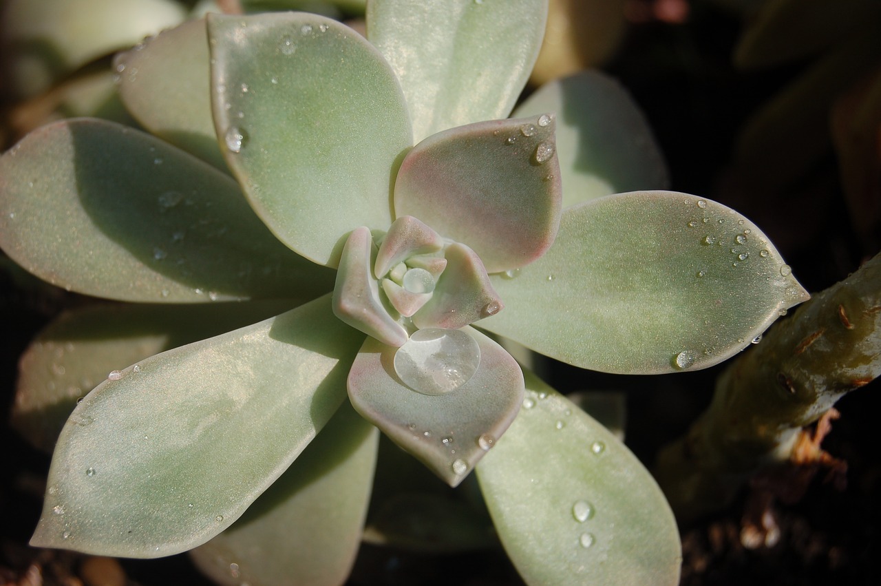 graptopetalum  plants crassulaceae  droplets free photo