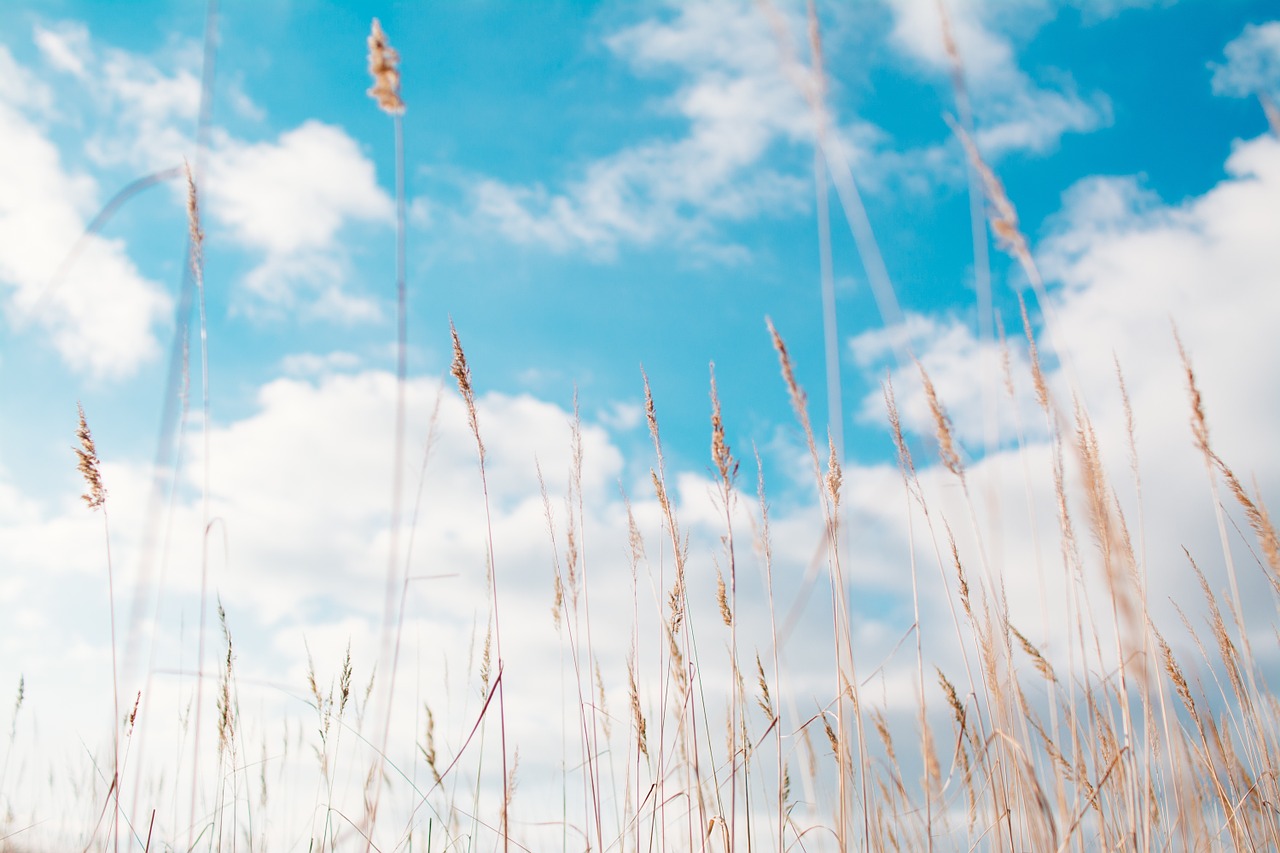 gras hay summer free photo