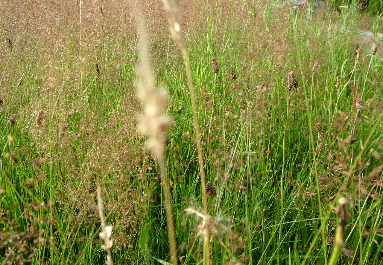grass fine green free photo