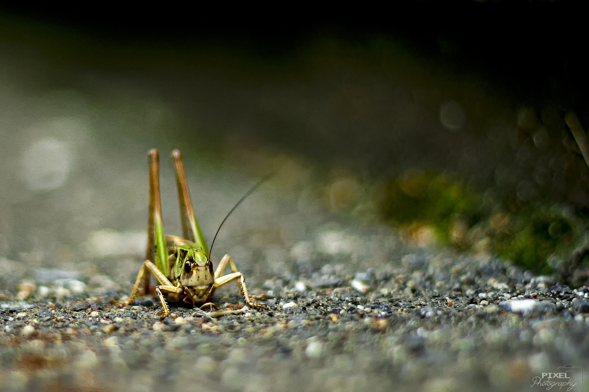 animal grasshopper bug free photo