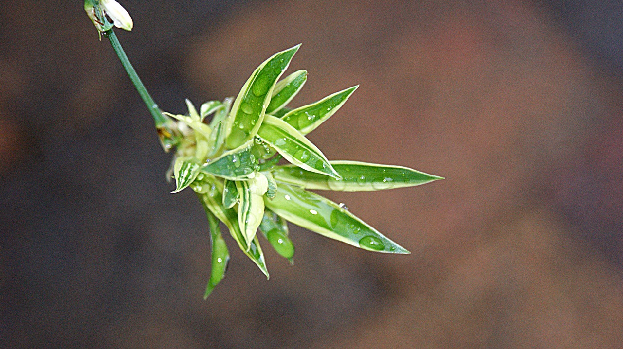 graslelie  chlorophytum  rain free photo