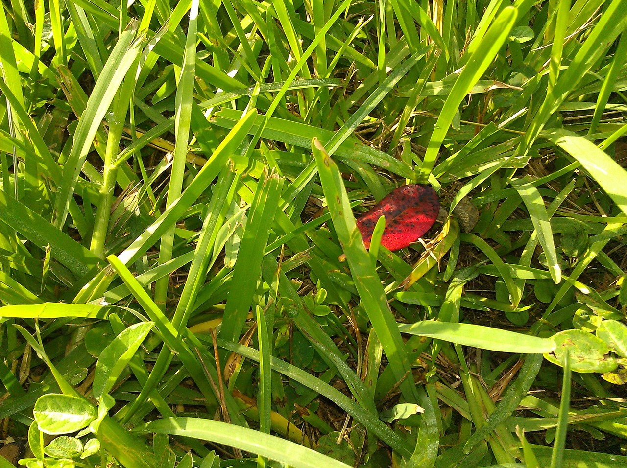 grass red leaf fallen free photo