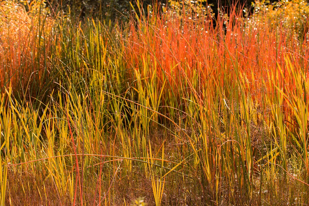 grass autumn red free photo