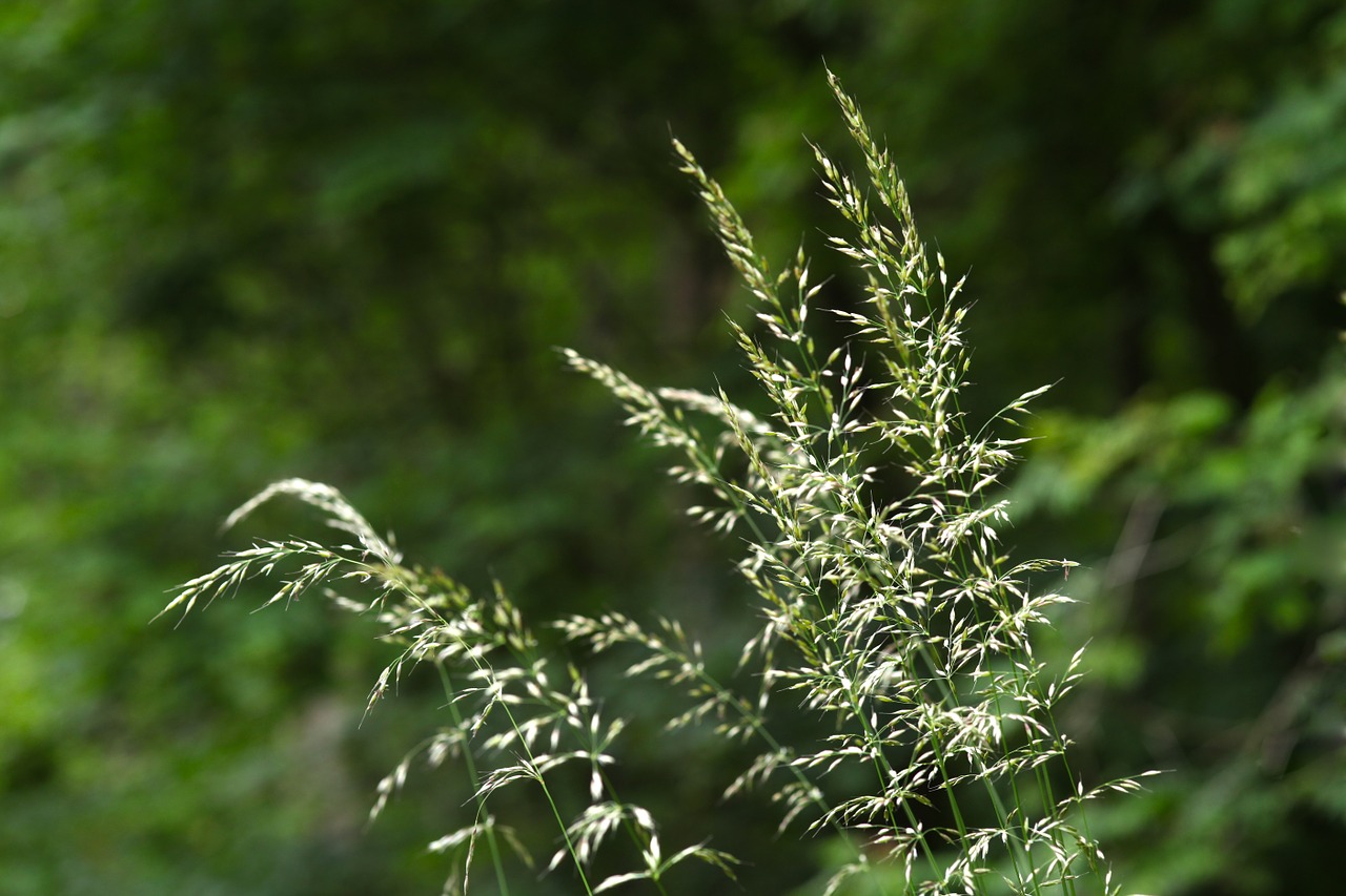 grass green bokeh free photo