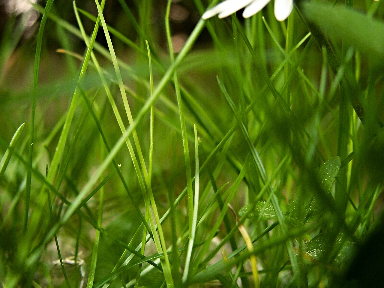grass blade of grass blades of grass free photo