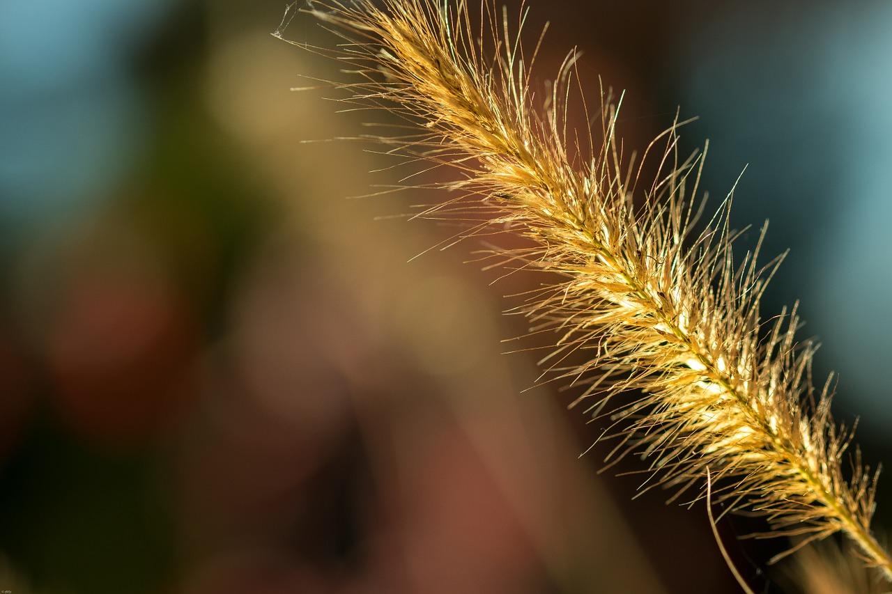 grass grasses detail free photo