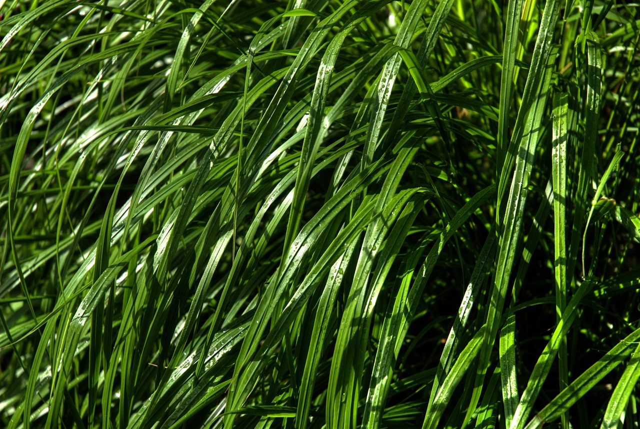 grass green wind free photo