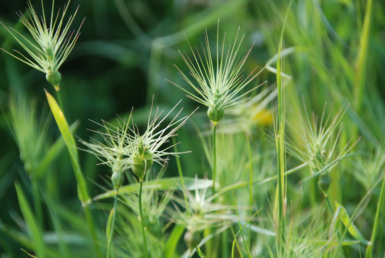 grass weeds background free photo