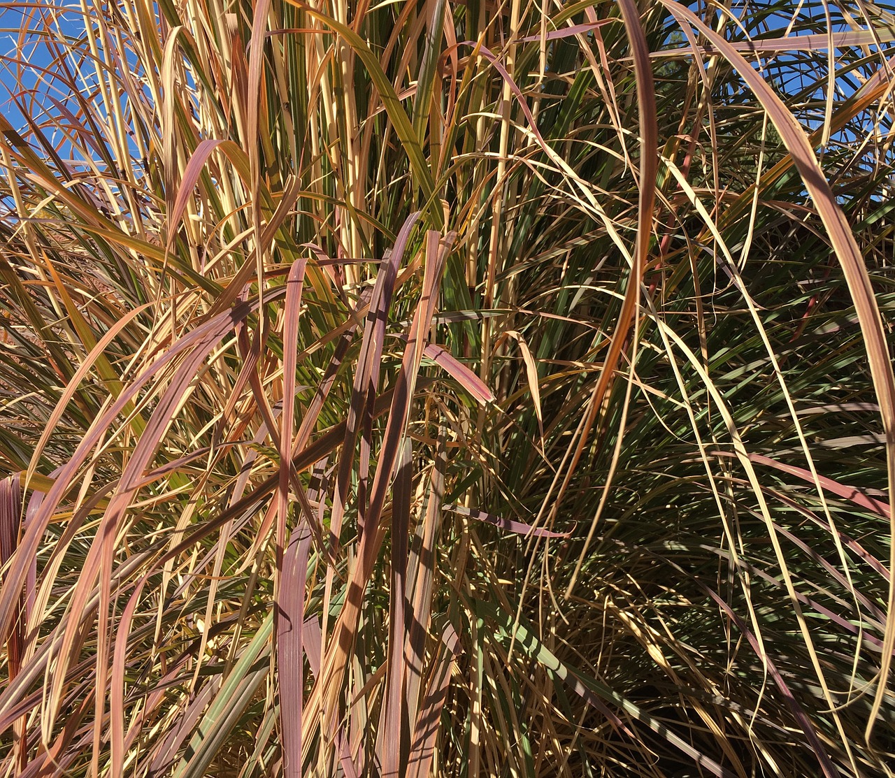 grass ornamental plant free photo