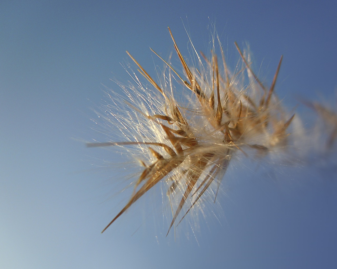 grass seeds sky free photo