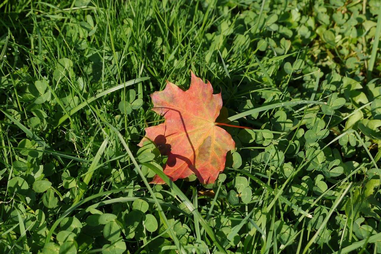 grass sheet autumn leaf free photo