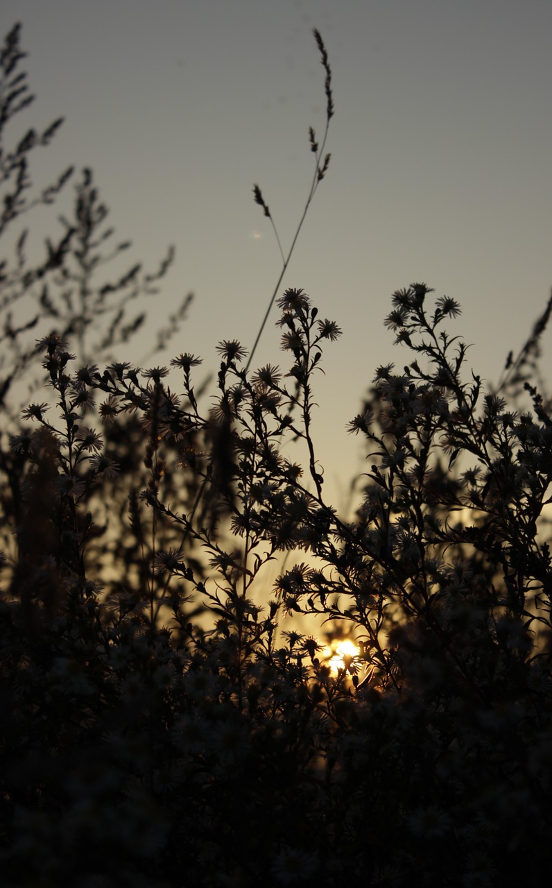 grass nature sun free photo