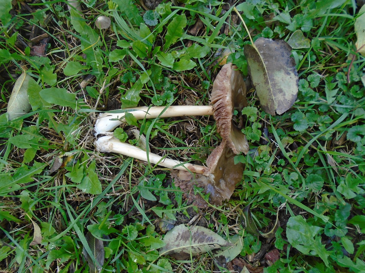 grass holidays mushroom free photo