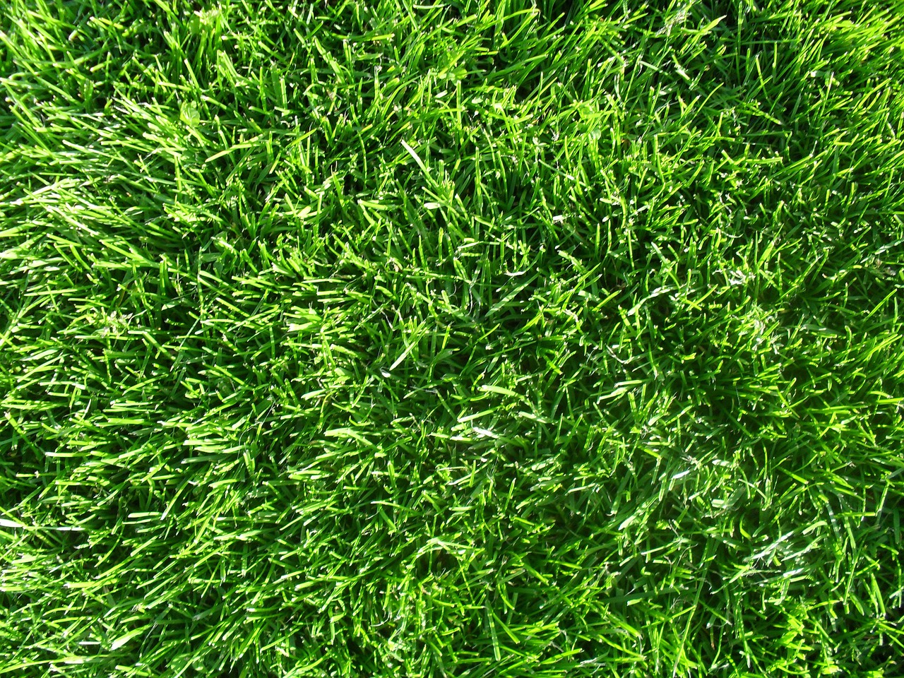 grass background texture free photo