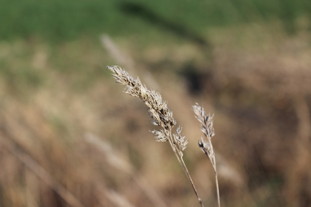 hank grasses grass meadow free photo