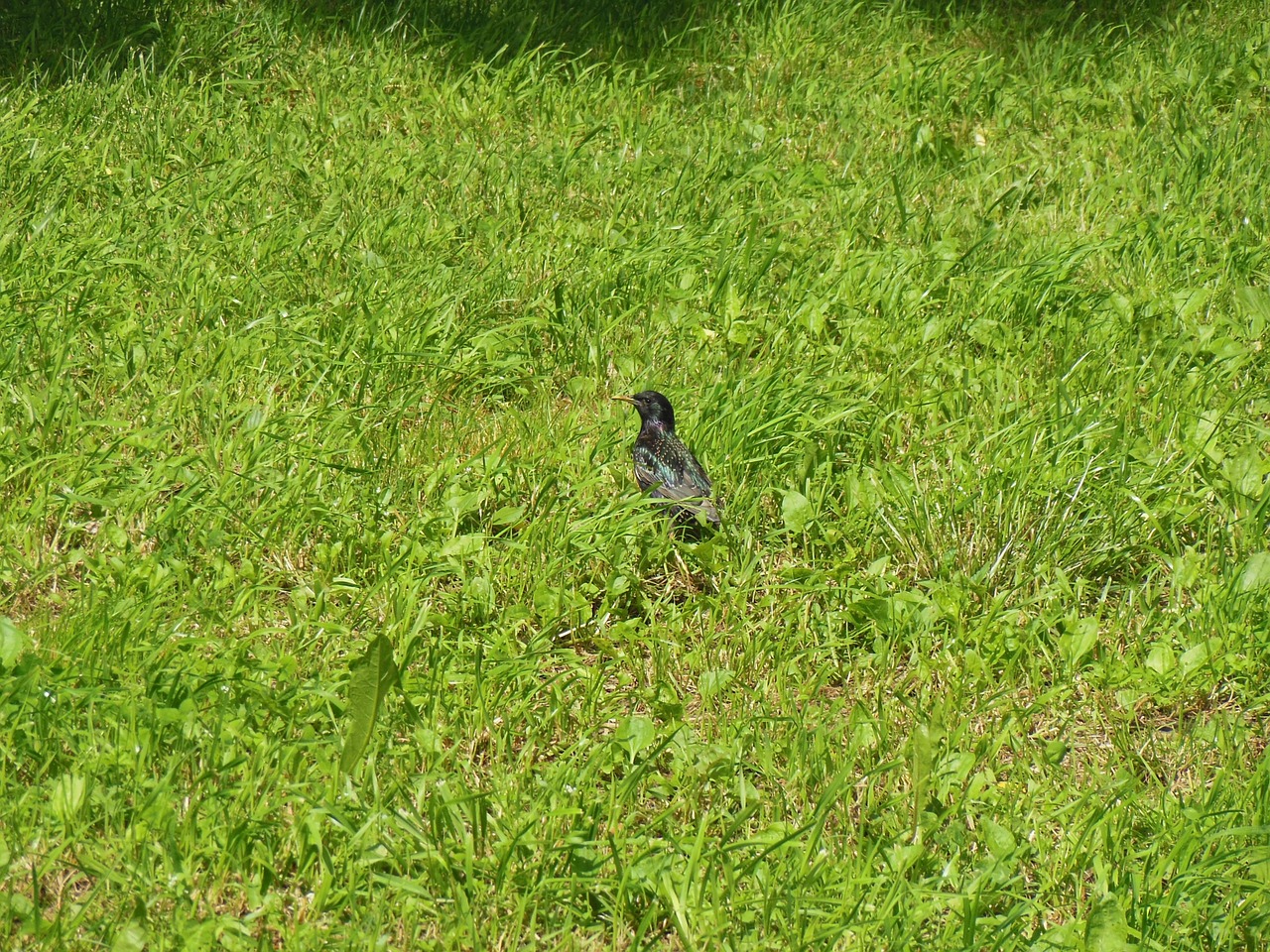 grass bird park free photo