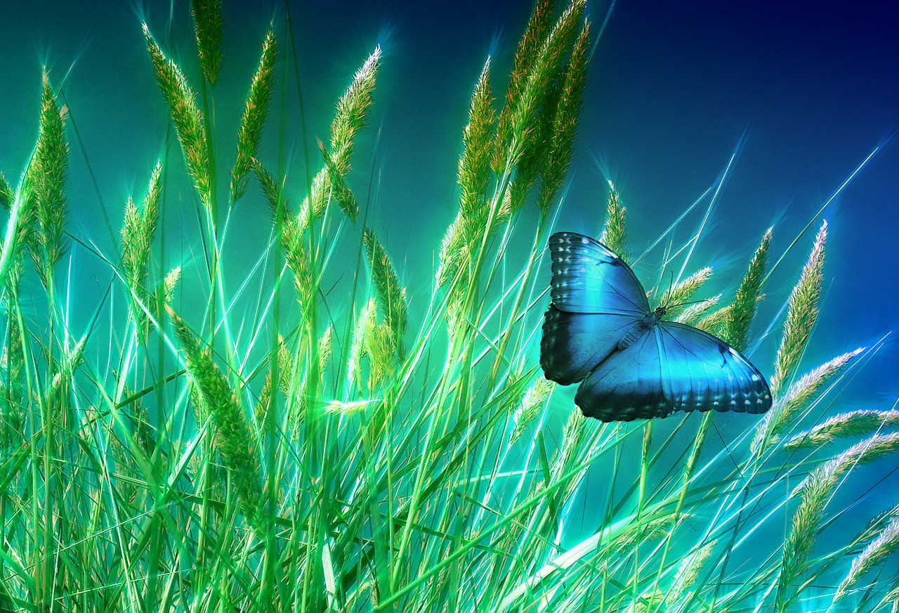 grass butterfly meadow free photo