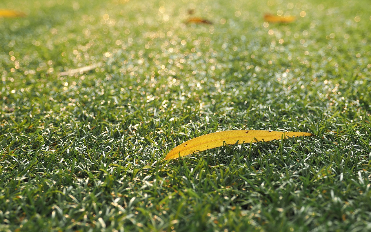 grass the lawn the leaves on the lawn free photo