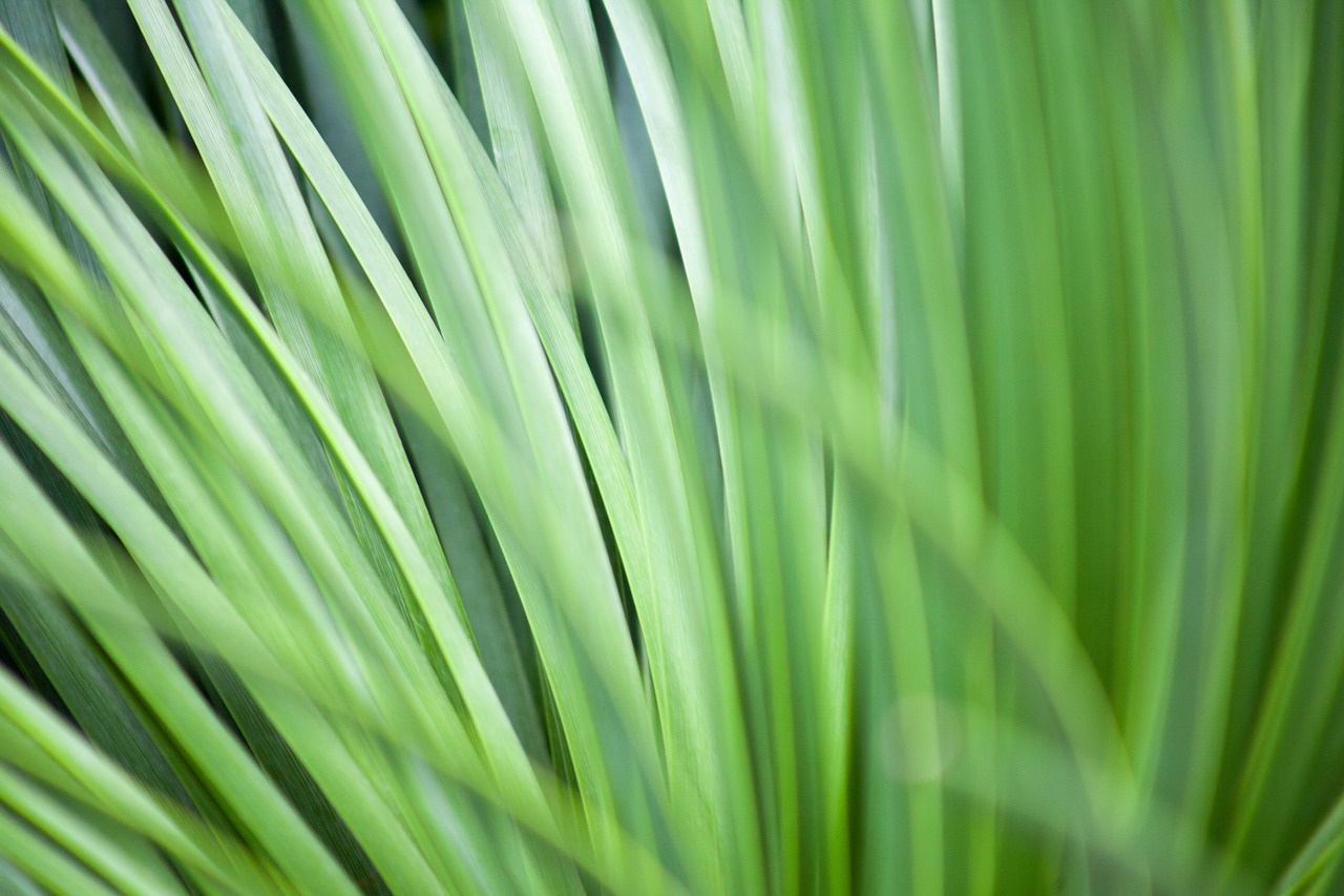 grass macro plant free photo