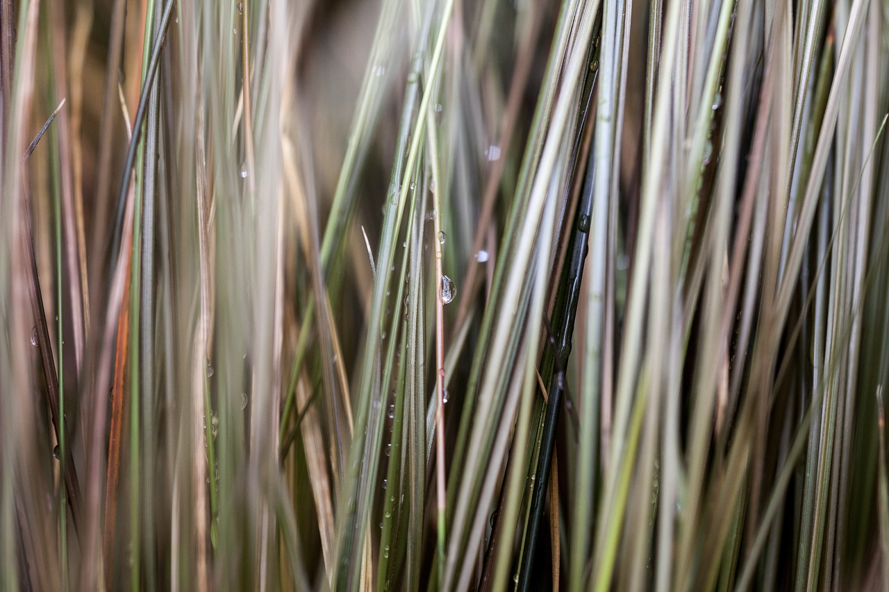 grass macro water free photo