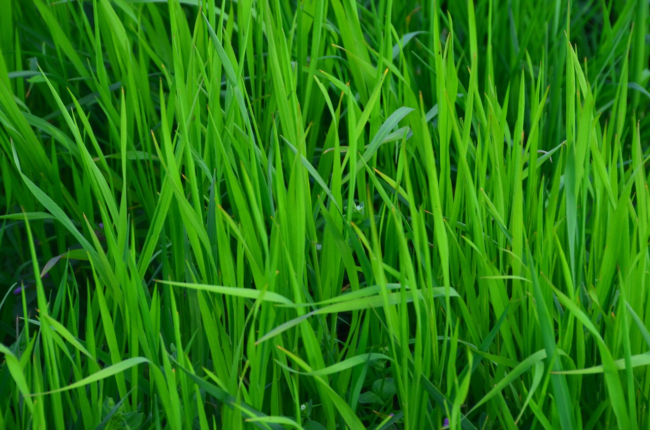 grass meadow green free photo